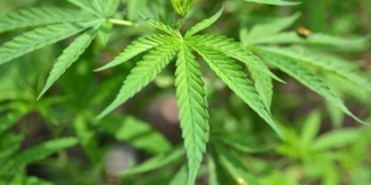 3 Querim residents held, drugs worth Rs 1 cr seized