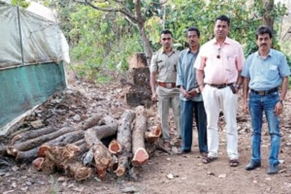 3 held for illegal cutting, smuggling of acacia