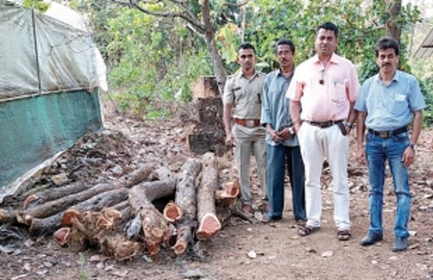 3 held for illegal cutting, smuggling of acacia