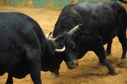 3 held for  organising bullfight