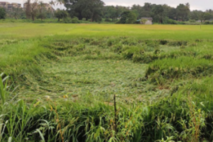 30 hectares of paddy fields in  Salcete damaged due to rains