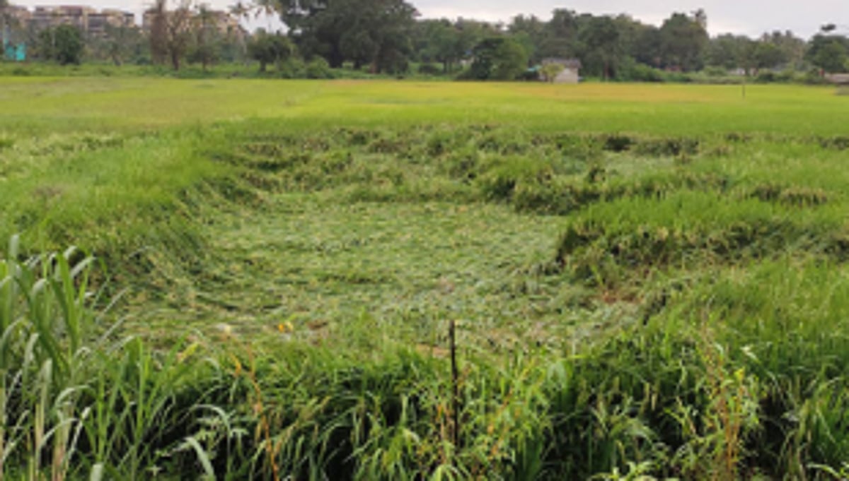 30 hectares of paddy fields in  Salcete damaged due to rains