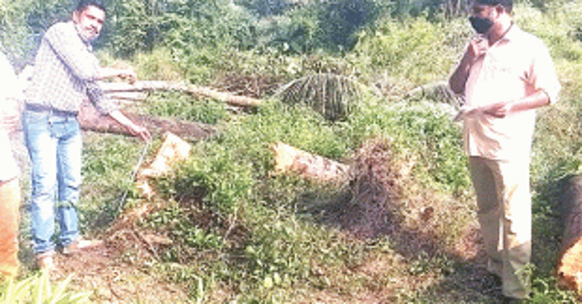 30 trees axed to shift nullah which is in perfect condition