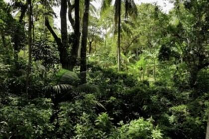300 ha forest land lost in Goa sought to be compensated in MP