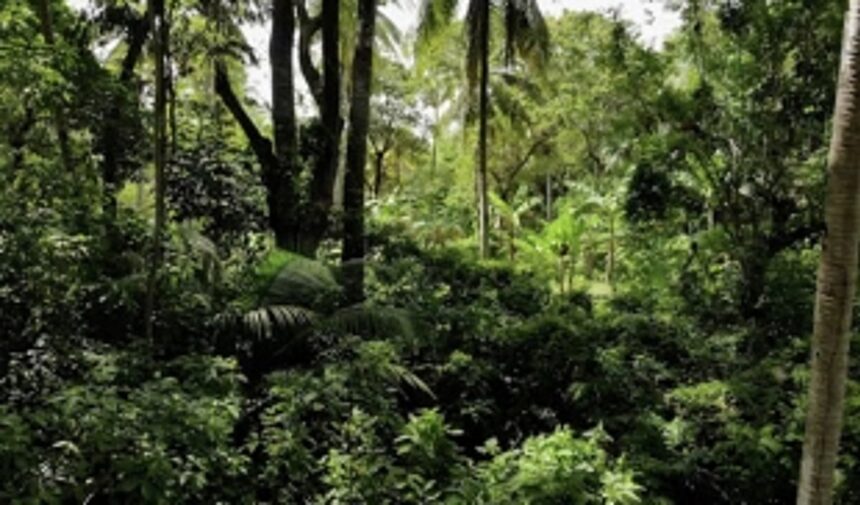 300 ha forest land lost in Goa sought to be compensated in MP