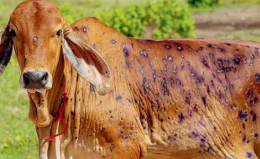 32 cases of lumpy skin disease identified in Goa