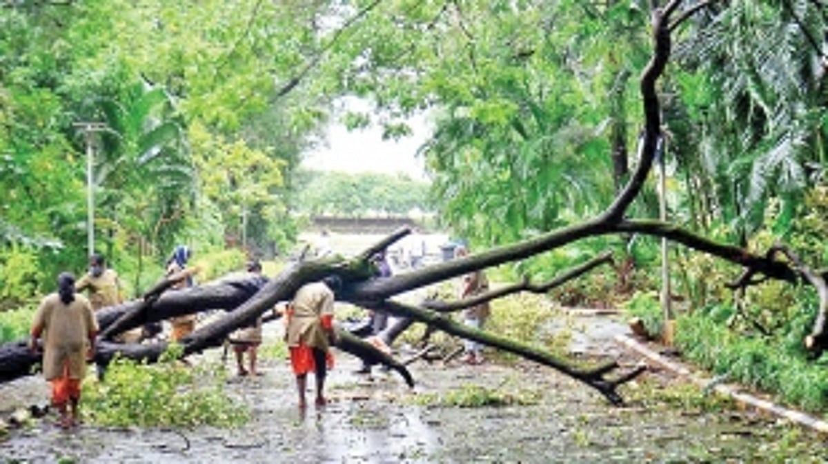 35 tree falls reported across State