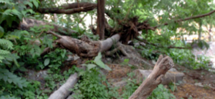 36 trees felled in Assagao