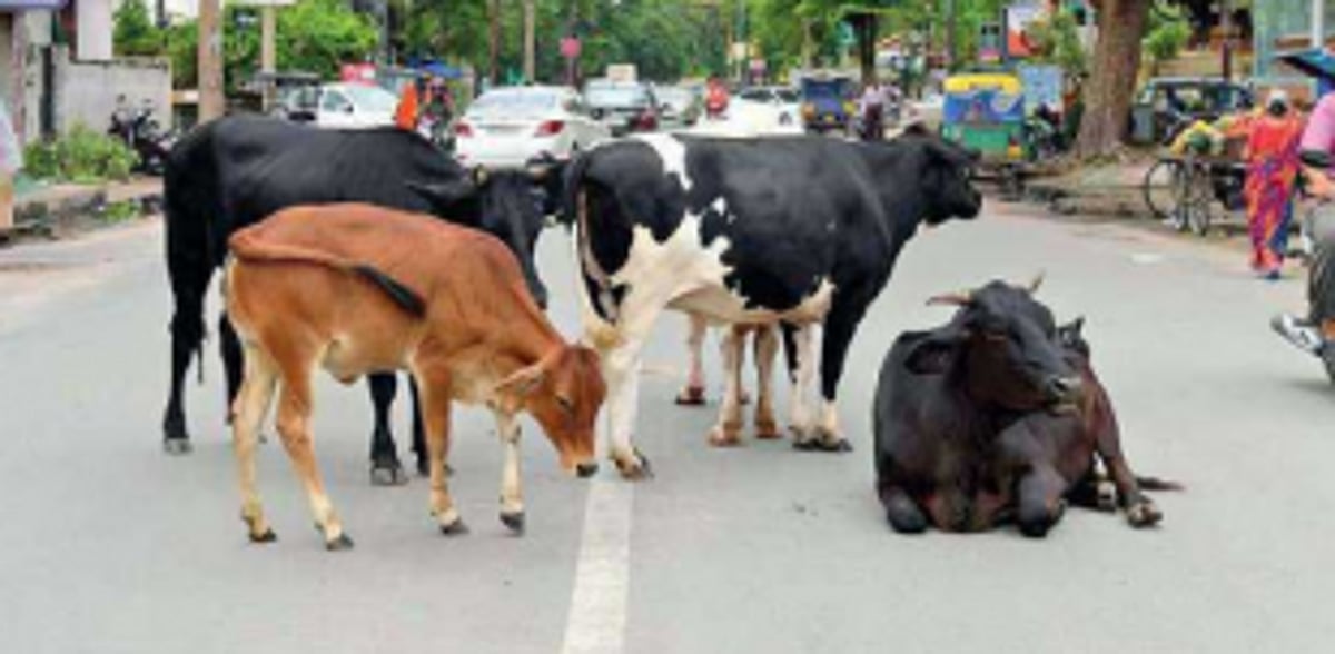 4 cattle killed in Curti-Khandepar accident