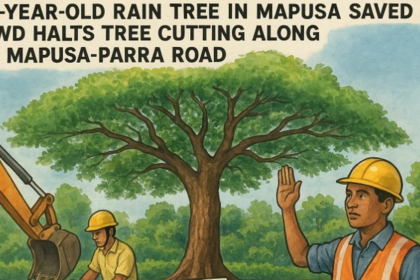 40-Year-Old Rain Tree in Mapusa Saved as PWD Halts Tree Cutting Along Mapusa-Parra Road