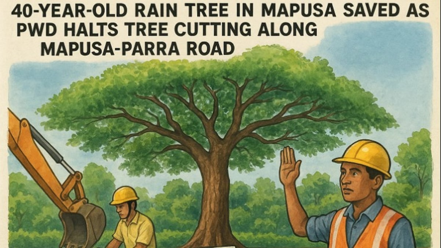40-Year-Old Rain Tree in Mapusa Saved as PWD Halts Tree Cutting Along Mapusa-Parra Road 1 40-Year-Old Rain Tree in Mapusa Saved as PWD Halts Tree Cutting Along Mapusa-Parra Road