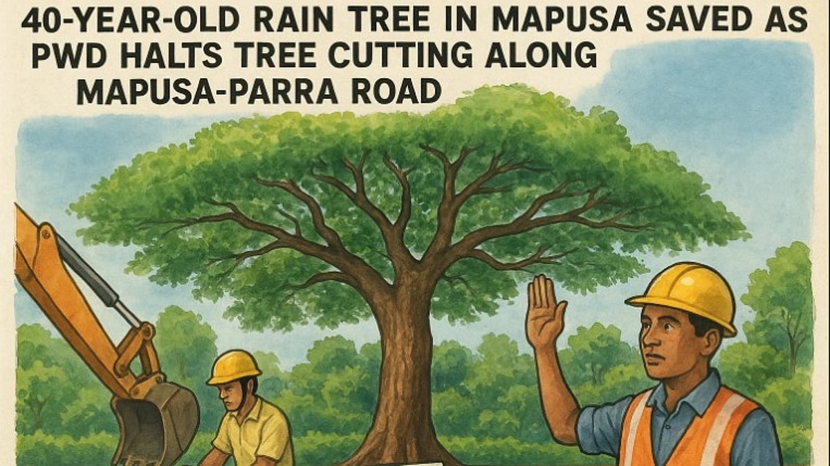 40-Year-Old Rain Tree in Mapusa Saved as PWD Halts Tree Cutting Along Mapusa-Parra Road