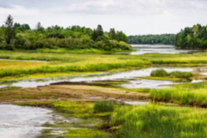 45 water bodies to be notified  as wetlands in phased manner