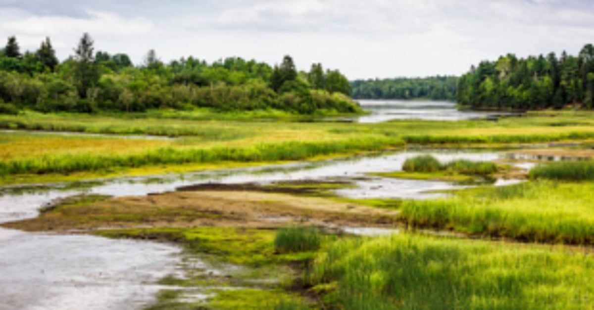 45 water bodies to be notified  as wetlands in phased manner