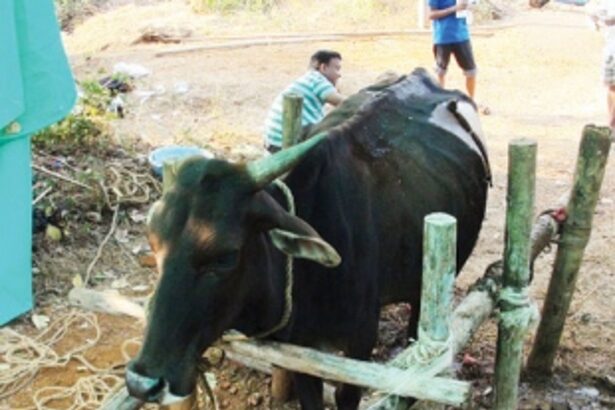 5 kg plastic removed from abdomen of cow