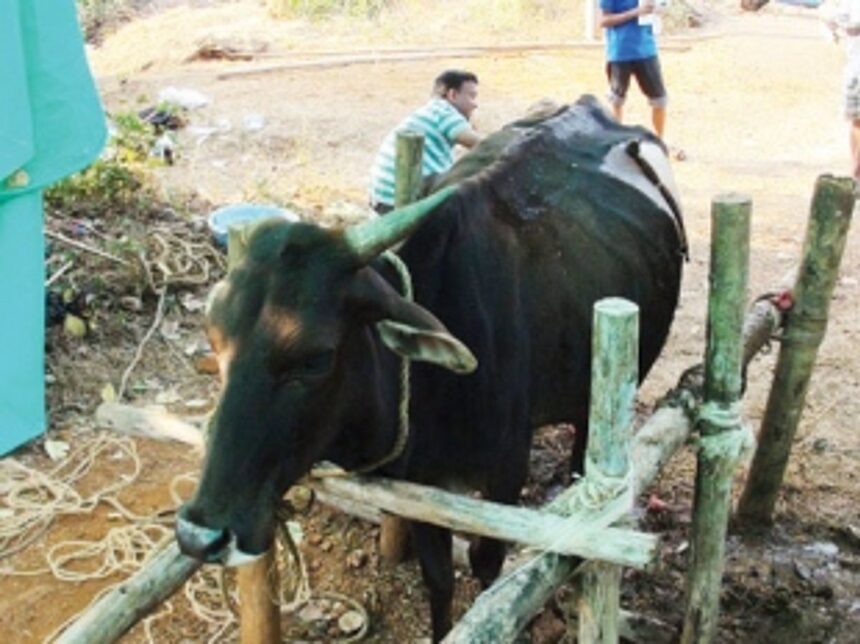 5 kg plastic removed from abdomen of cow