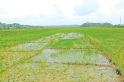 50% agricultural land at Marcaim  kept fallow due to delayed subsidies