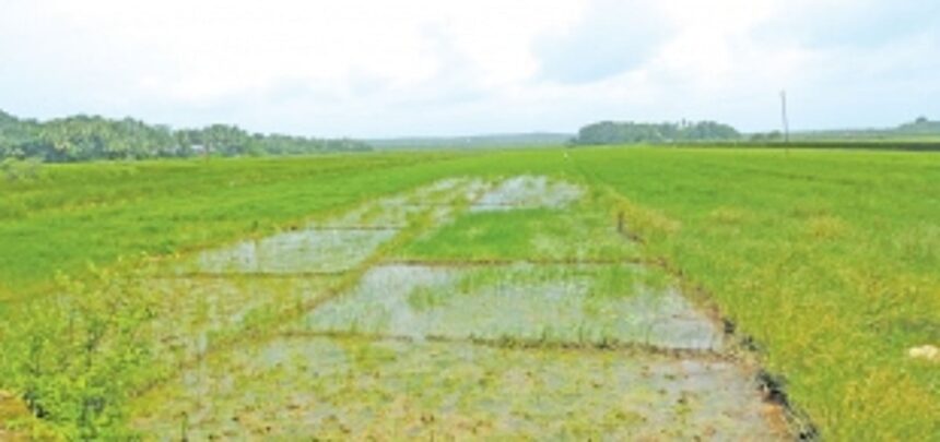 50% agricultural land at Marcaim kept fallow due to delayed subsidies 1 50% agricultural land at Marcaim kept fallow due to delayed subsidies