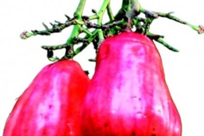 50% drop in cashew yield has left Goan cashew farmers worried