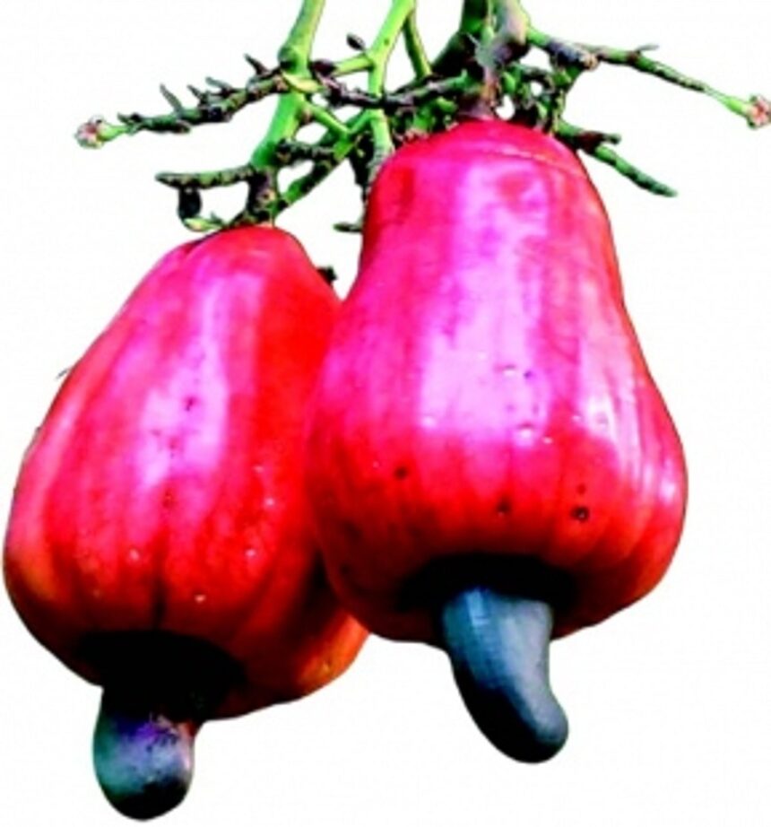 50% drop in cashew yield has left Goan cashew farmers worried