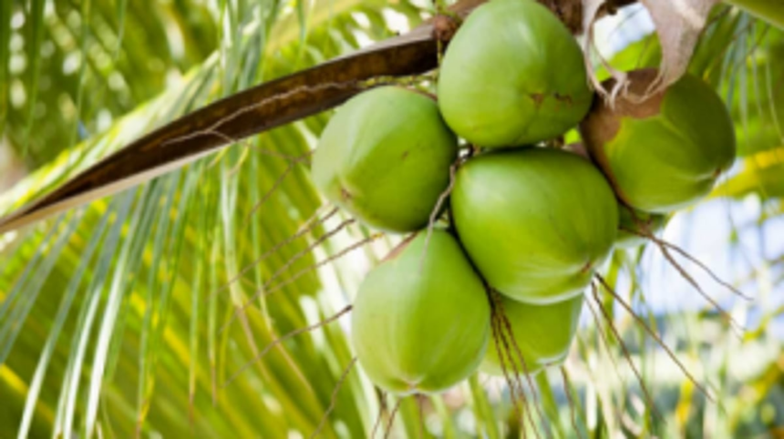 50 farmers attend coconut cultivation prog