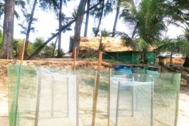 50 turtles lay more than 5,000 eggs along Agonda-Galgibag beach stretch