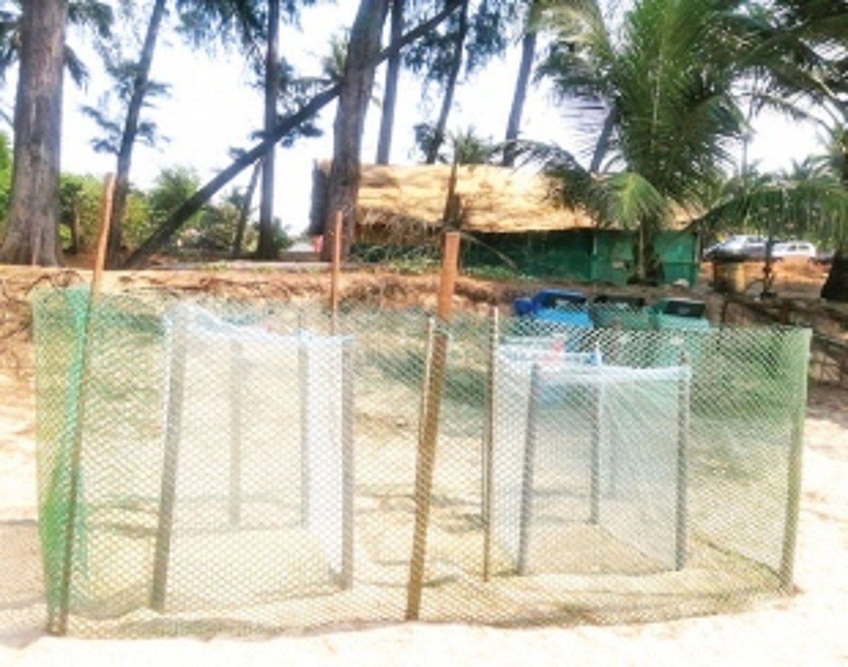 50 turtles lay more than 5,000 eggs along Agonda-Galgibag beach stretch