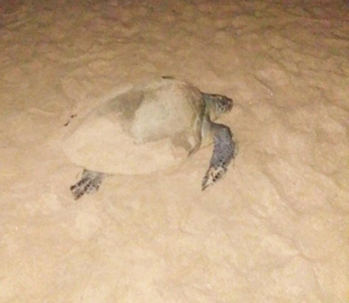 5th turtle visits Agonda beach, lays 98 eggs