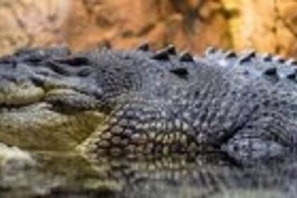 6-foot crocodile captured outside a home in Parsem