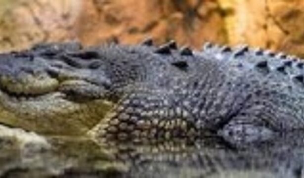 6-foot crocodile captured outside a home in Parsem