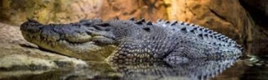 6-foot crocodile captured outside a home in Parsem