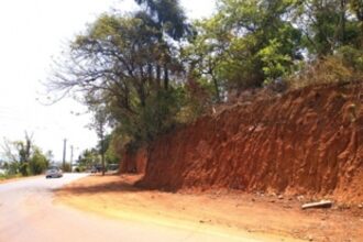 600 trees along Cortalim-Chicalim road to make way for widening