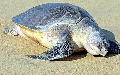 67 Illegal Business Establishments Identified on Agonda Beach, Threatening Olive Ridley Turtles