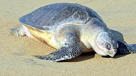 67 Illegal Business Establishments Identified on Agonda Beach, Threatening Olive Ridley Turtles