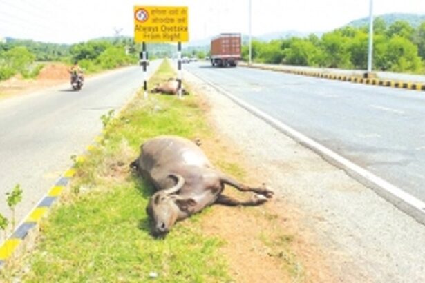 7 buffaloes killed in highway accident at Canacona