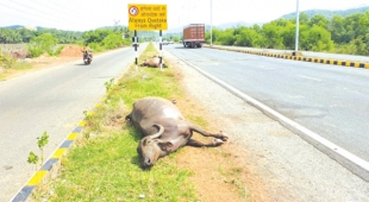 7 buffaloes killed in highway accident at Canacona