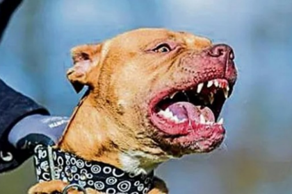 7-yr-old boy mauled by Pitbull at Anjuna, succumbs to injuries
