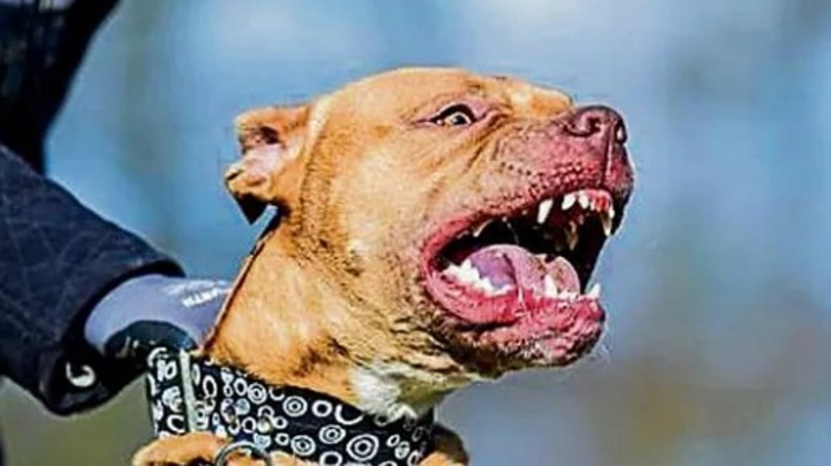 7-yr-old boy mauled by Pitbull at Anjuna, succumbs to injuries