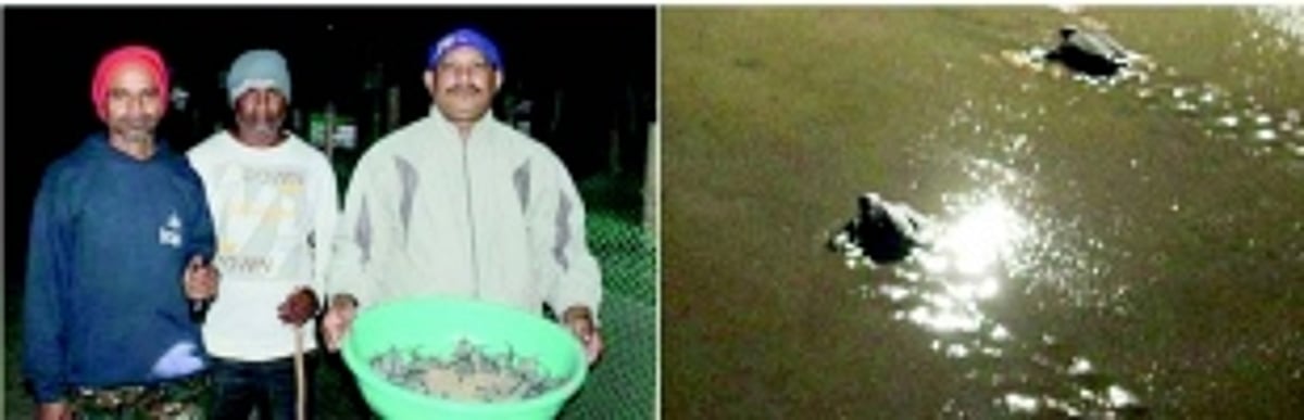 75 Olive Ridley hatchlings successfully  released into the sea off Agonda Beach