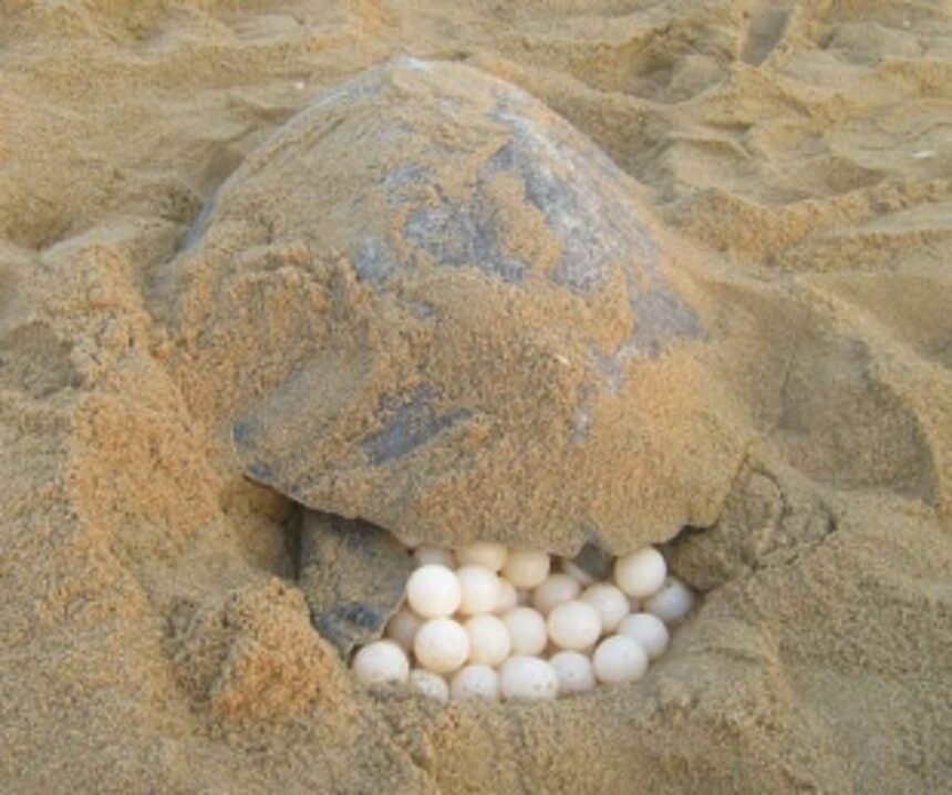 7th turtle lays 153 eggs at Agonda