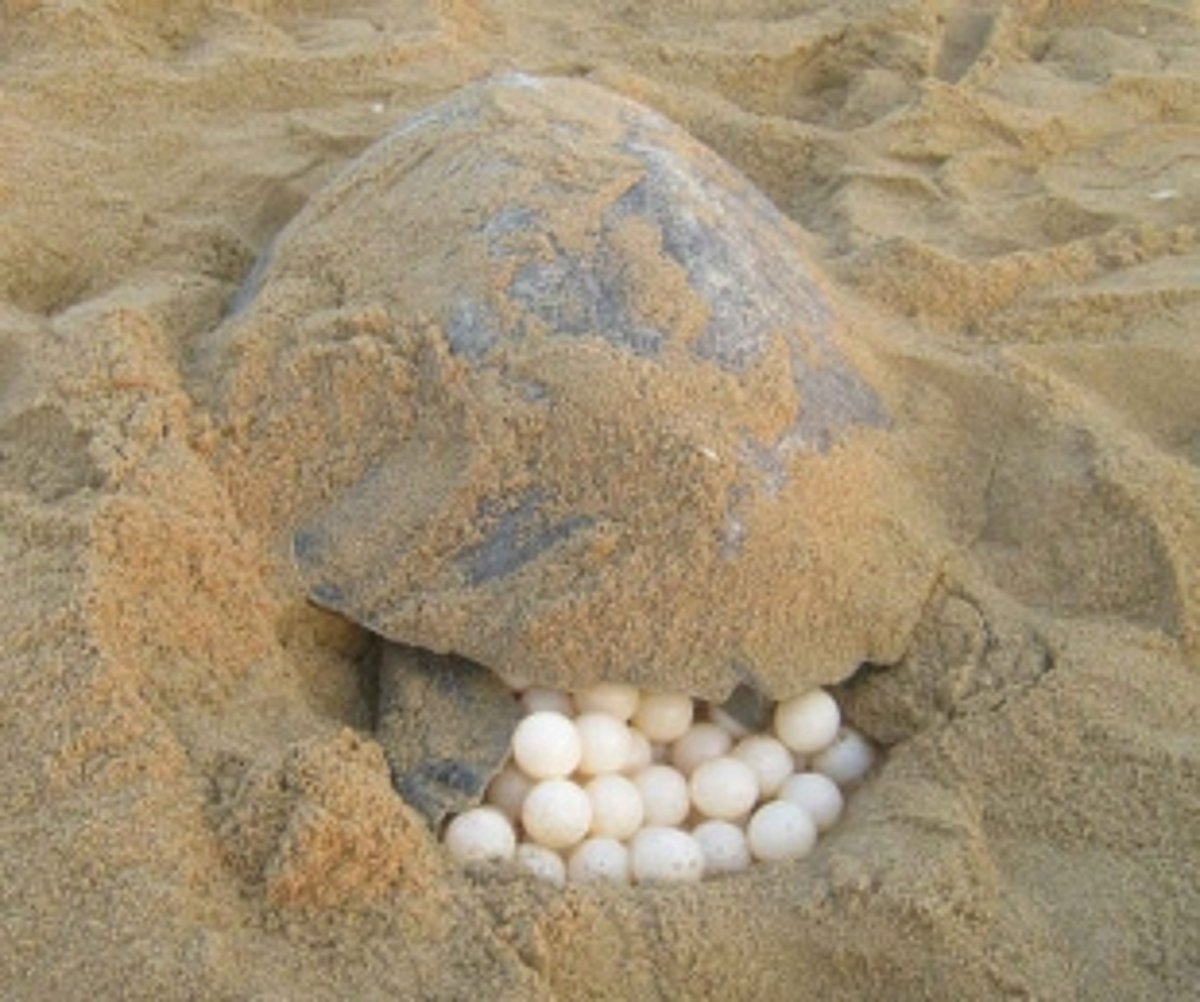 7th turtle lays 153 eggs at Agonda