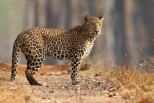 86 leopards   present   in State
