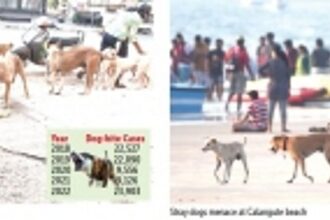 87,202 dog-bite cases reported in Goa since last five years