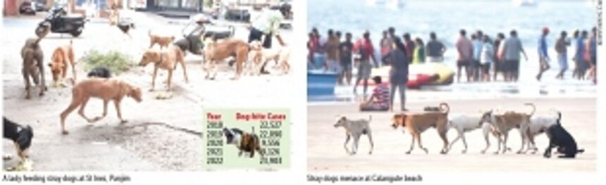 87,202 dog-bite cases reported in Goa since last five years 1 87,202 dog-bite cases reported in Goa since last five years