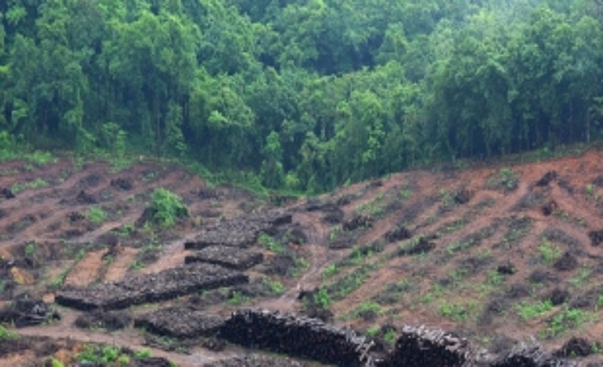 93k trees enumerated to be axed for linear projects