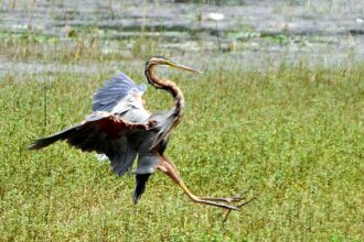 A 3 feet purple heron makes a landing at Carambolim lake.