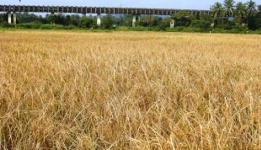 A Blessing in disguise for Navelim farmers 1 A Blessing in disguise for Navelim farmers