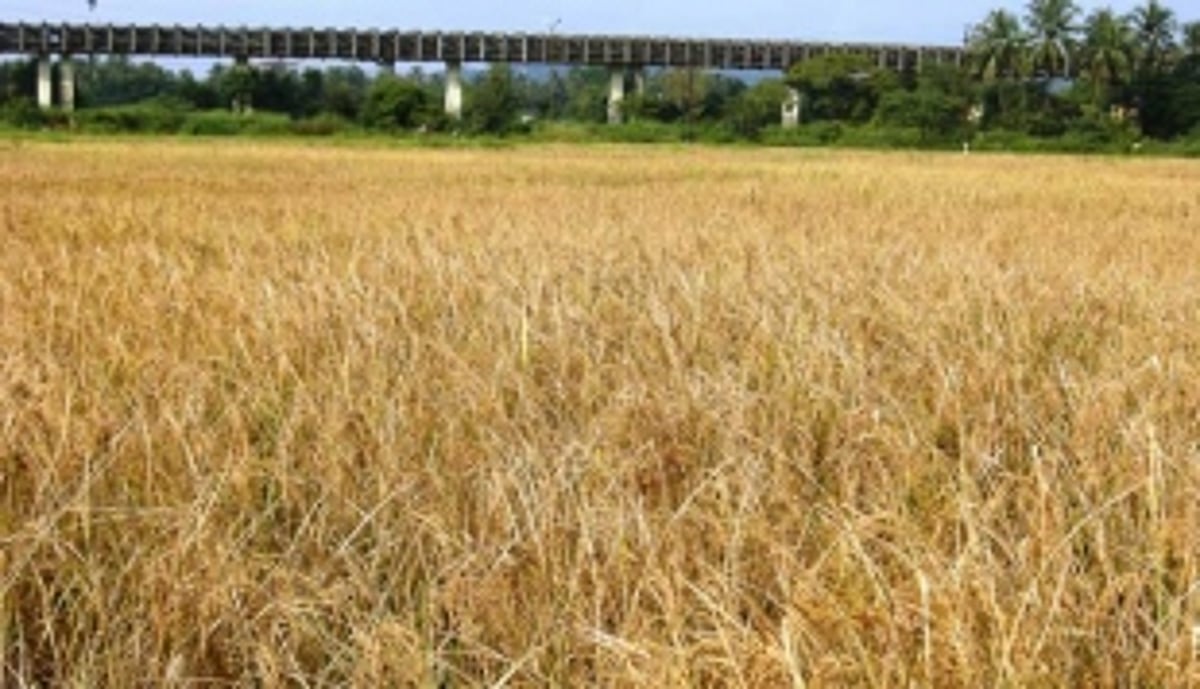 A Blessing in disguise for Navelim  farmers