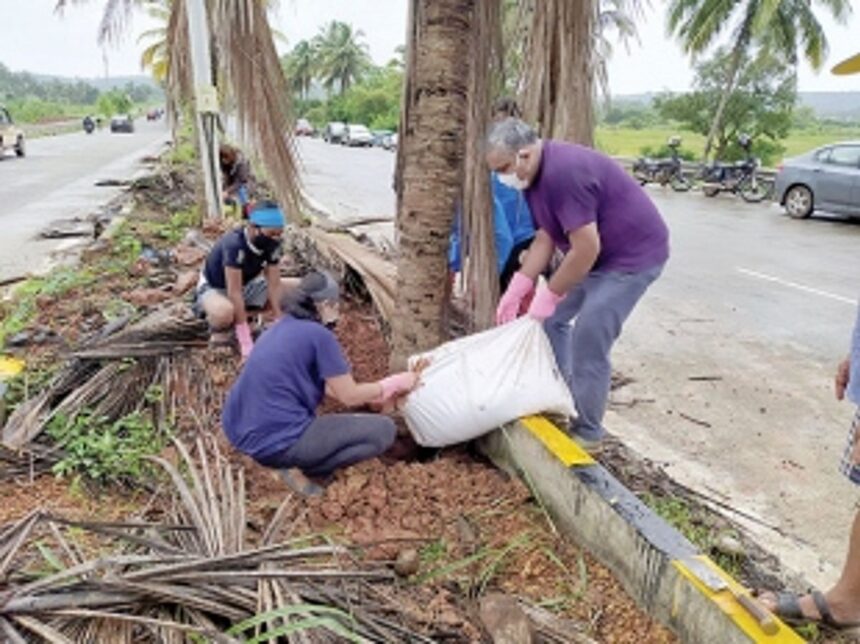 A Green initiative to save  Guirim’s iconic coconut trees