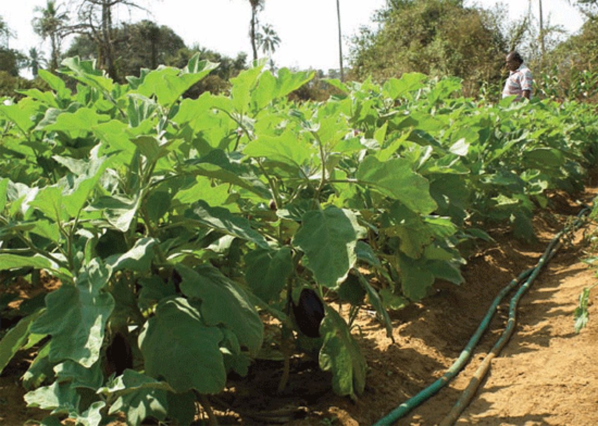 A Taleigao farmer tending to his brinjal field.